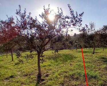 Terreno Agricolo all'ASTA a Benevento